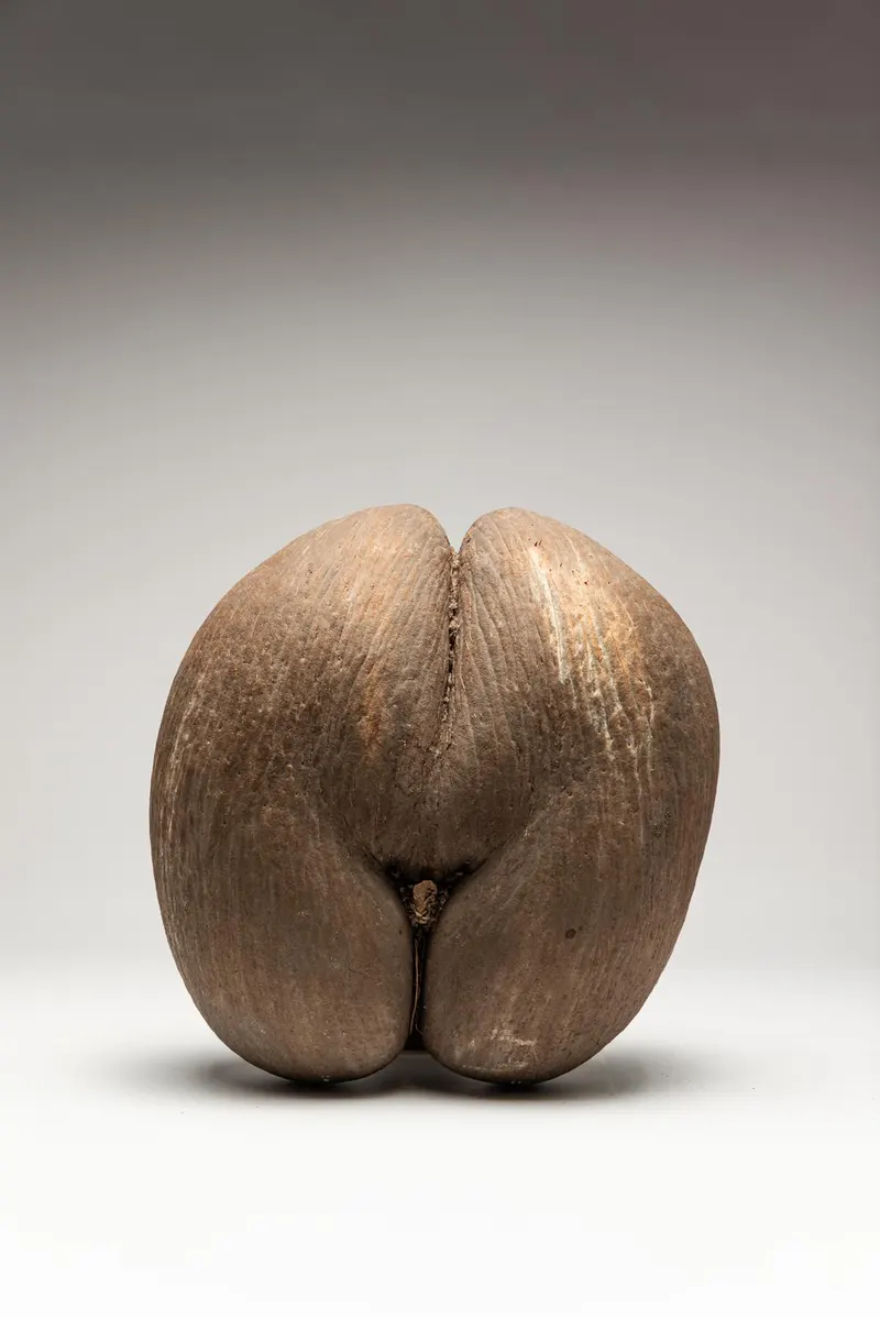 Coco de Mer (Lodoicea maldivica)